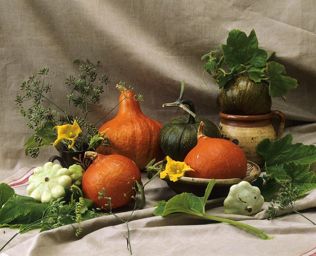Various types of pumpkins and fennel