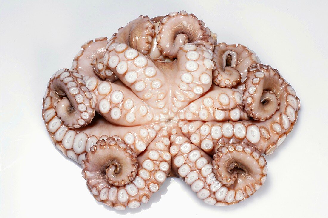 Liegender Oktopus mit Fangarmen und Saugnäpfen
