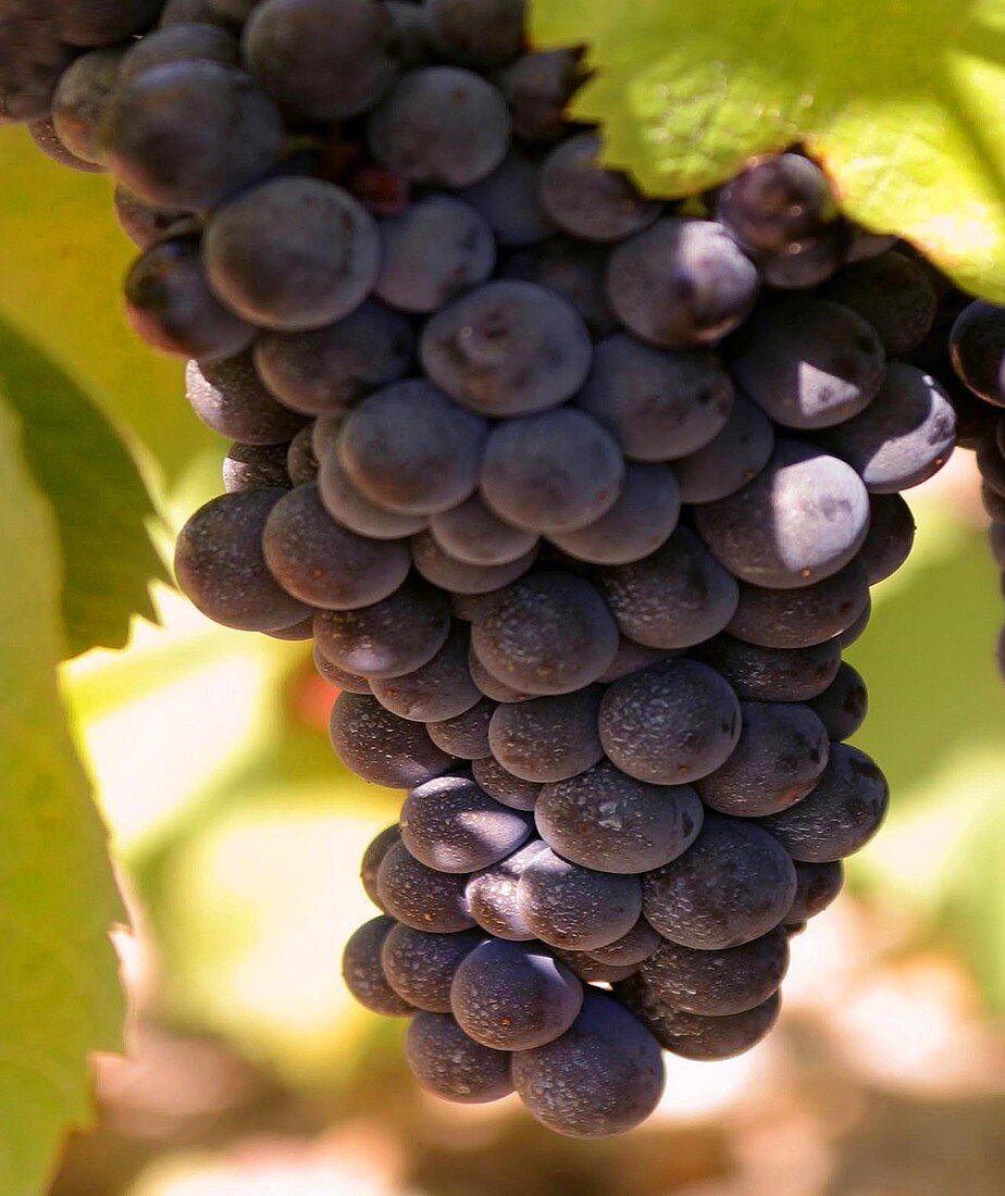Grenache grapes on the vine