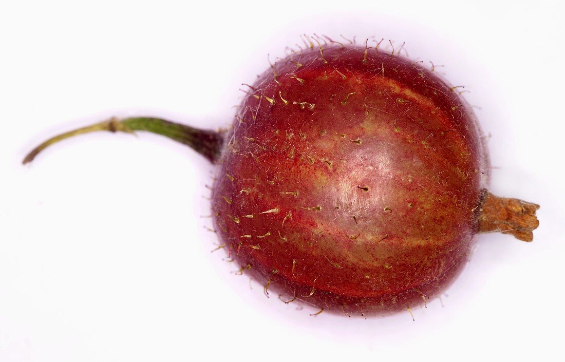 A red gooseberry