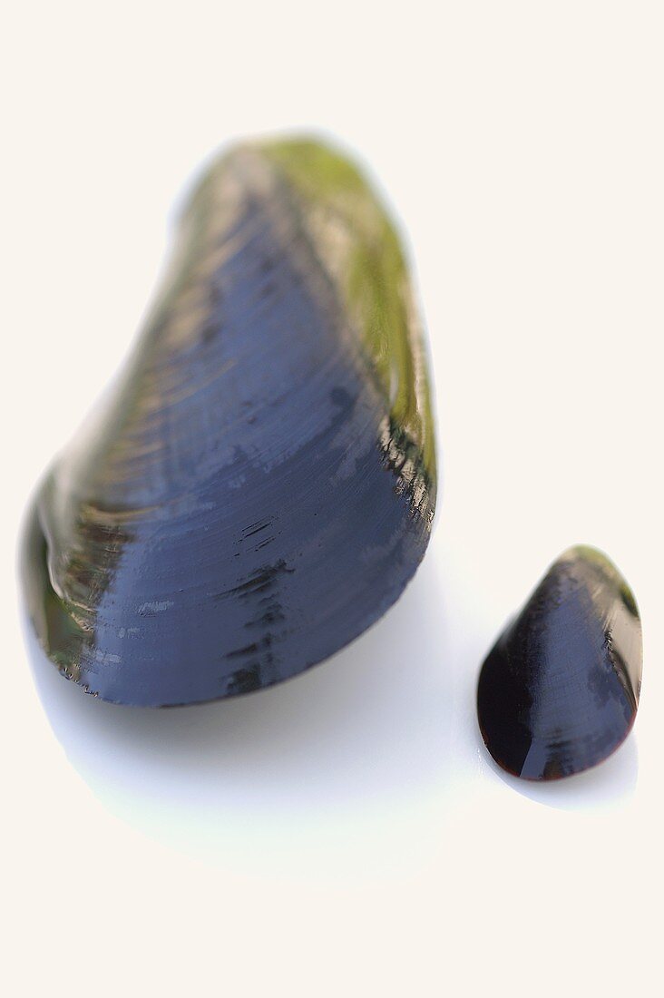 Large and small mussels
