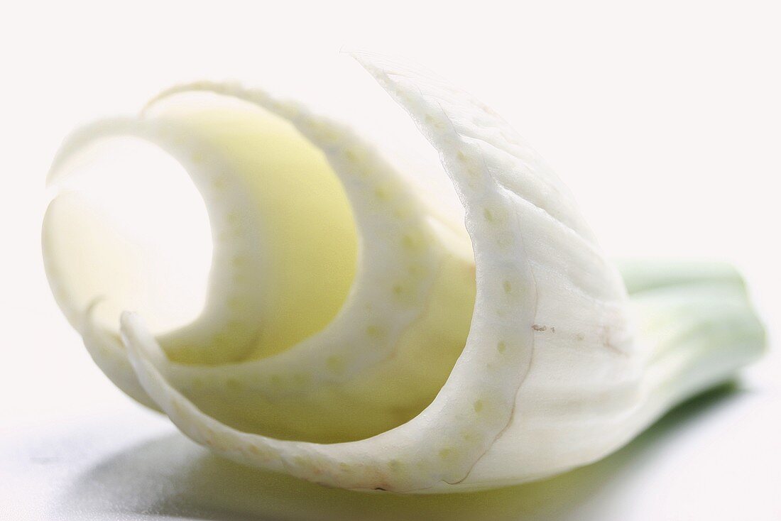 Pieces of white fennel against white background