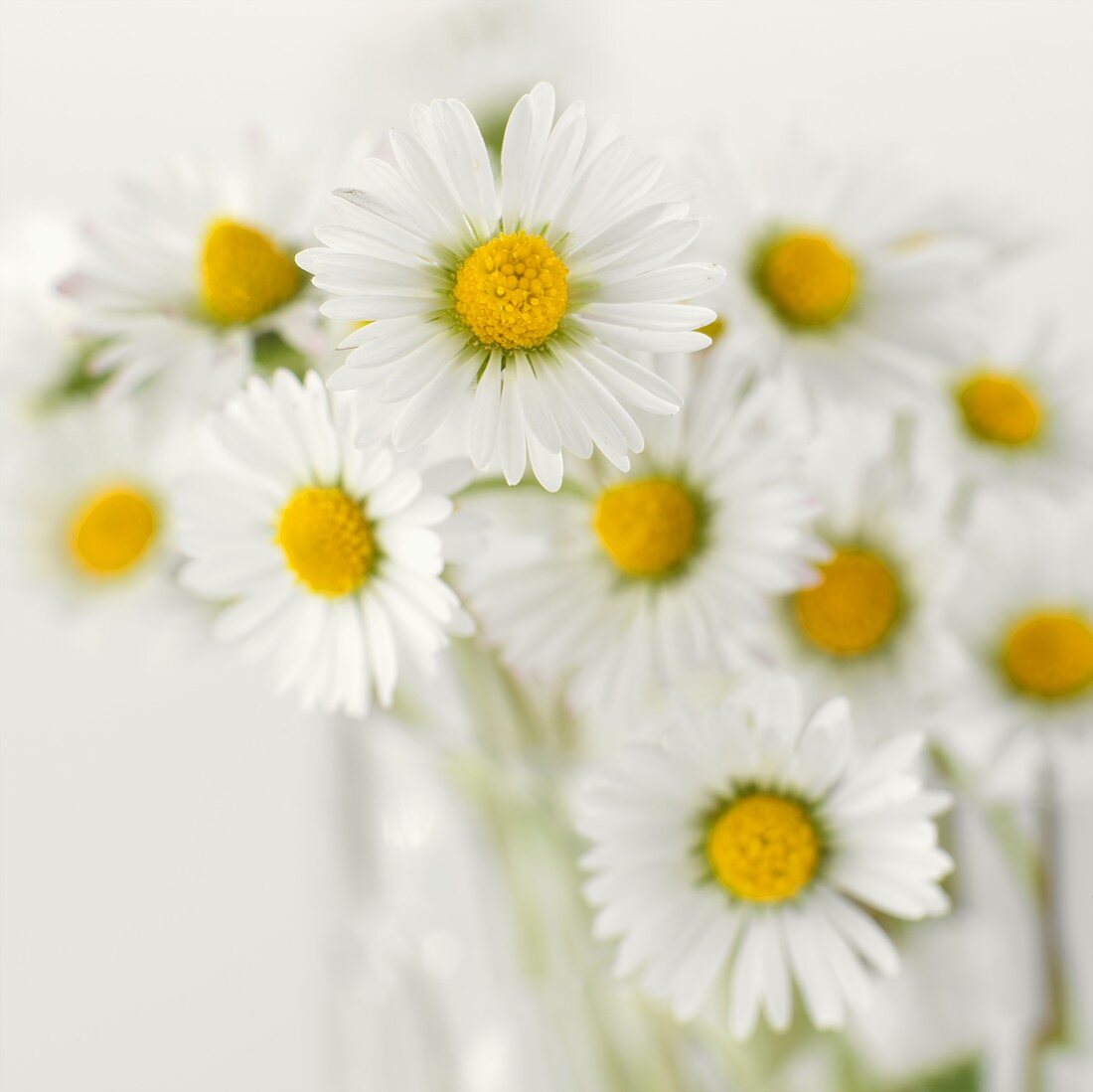 Daisies