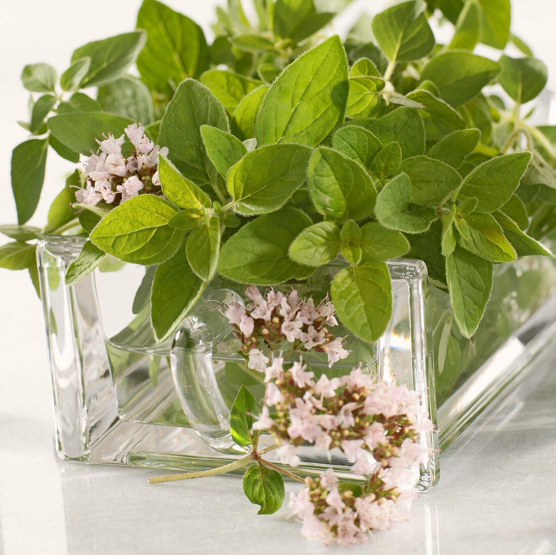 Oregano and oregano flowers (wild marjoram)