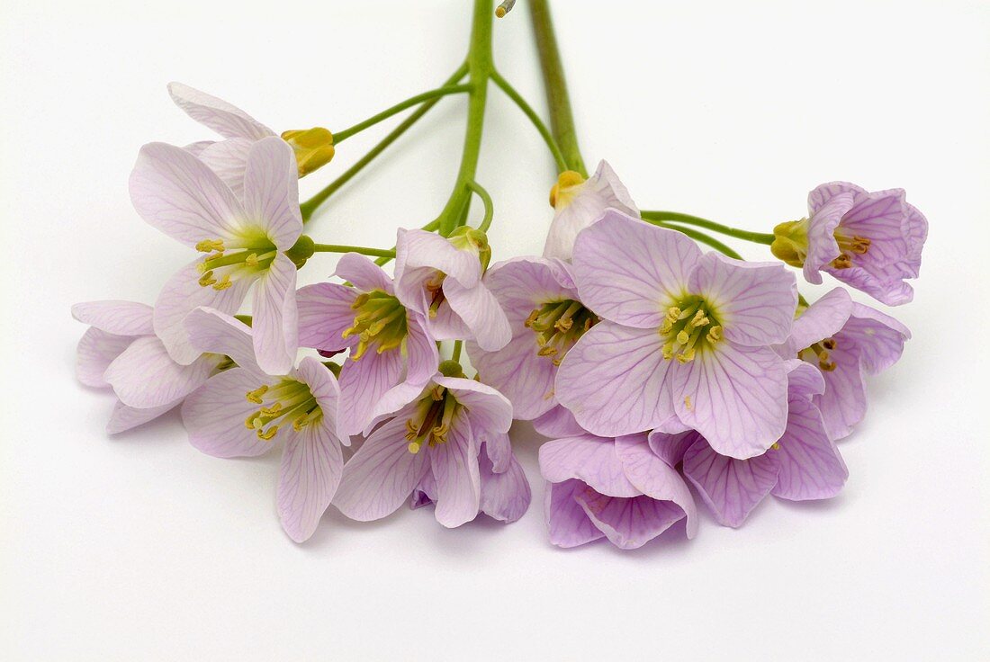 Blüten vom Wiesenschaumkraut