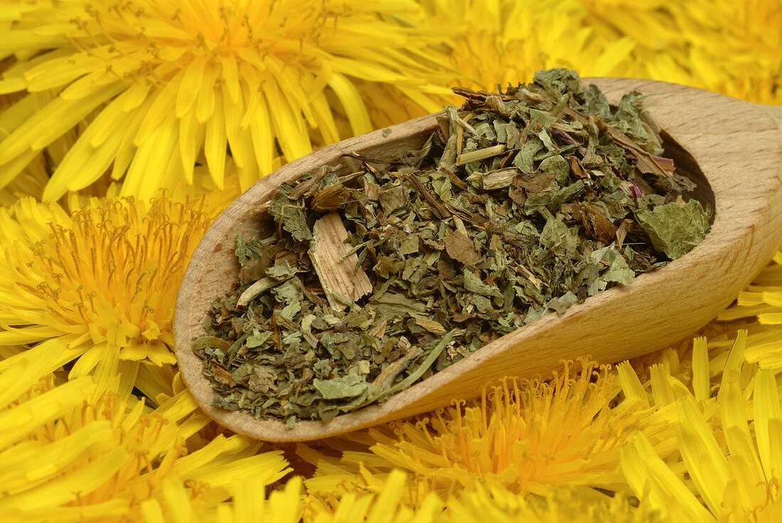 Dandelion flowers and leaves