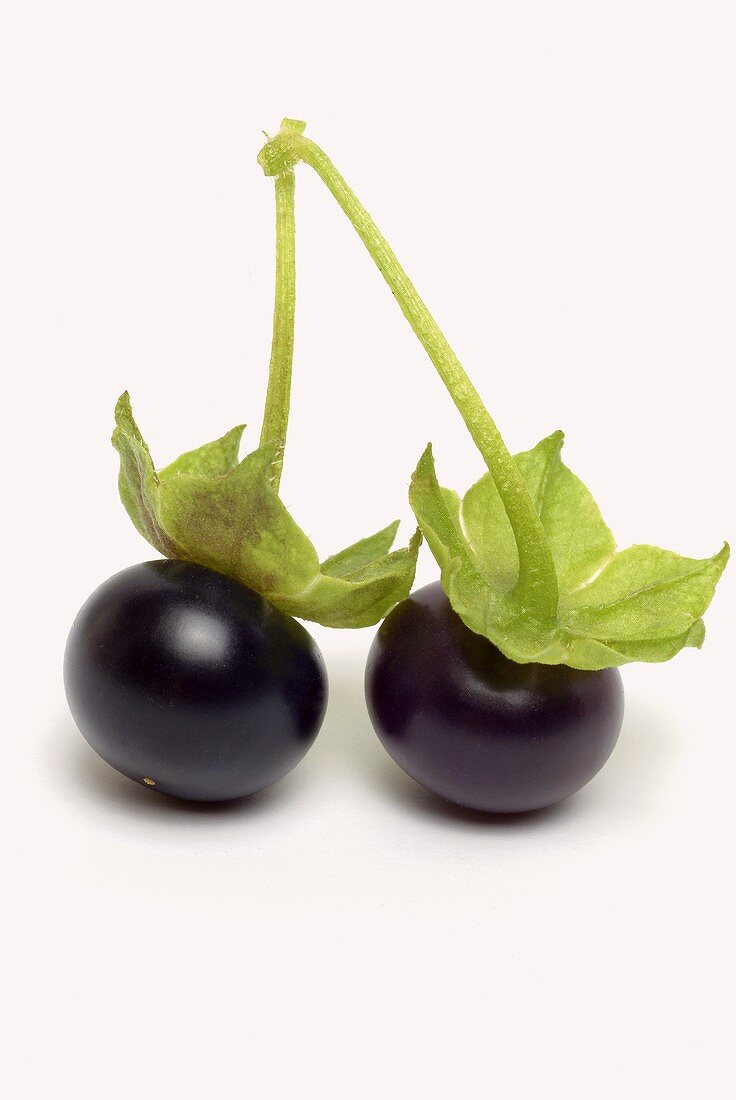 Jaltomato (tomato variety with black, cherry-sized berries)
