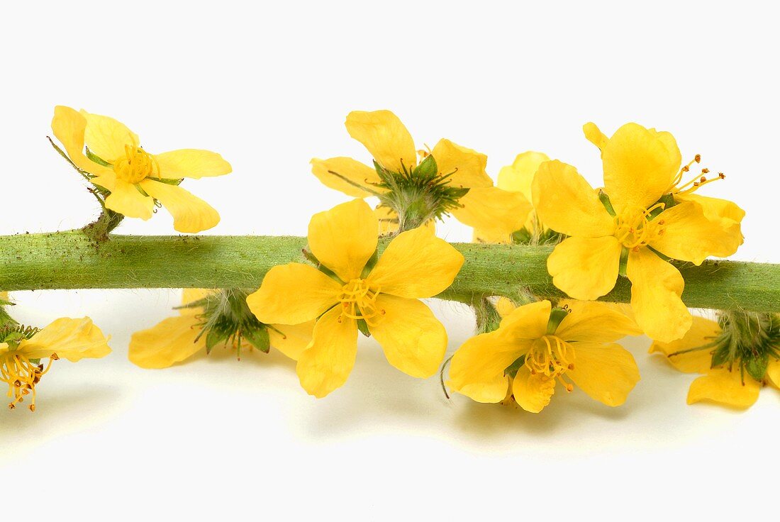 Agrimony stalk with flowers