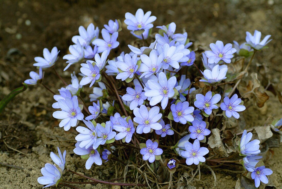 Flowering Hepatica nobilis (remedy for liver disorders)