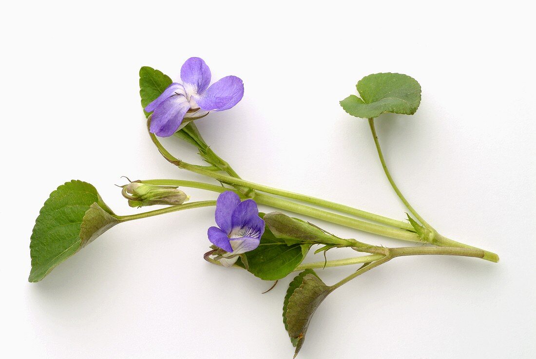 Veilchenstengel mit Blättern und Blüten