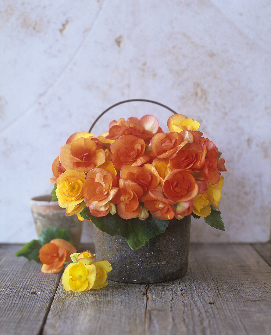 Orange begonias in a pot