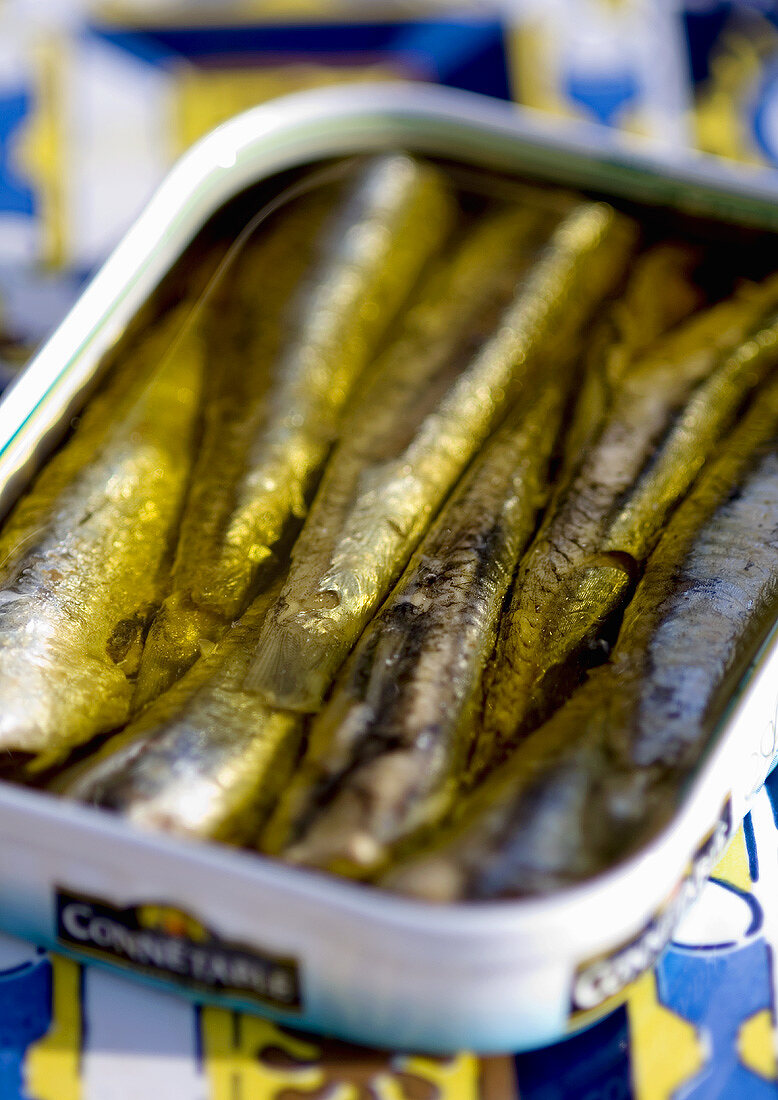Anchovies in the tin