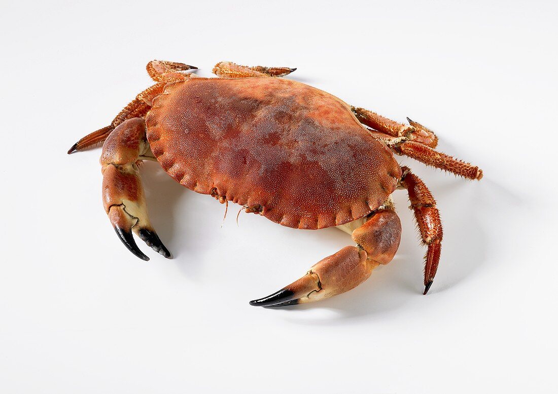 Crab