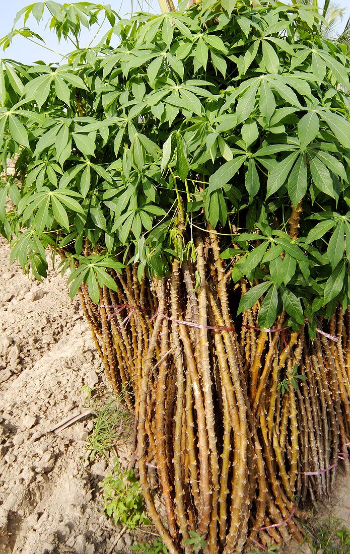 Manioc plants