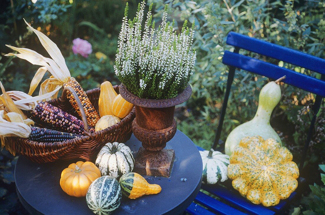 Autumn decorations: ornamental gourds & corn on garden table