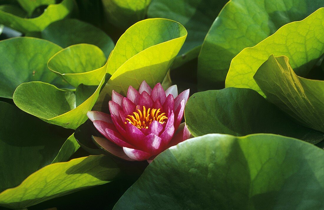 Red water lily in a pond