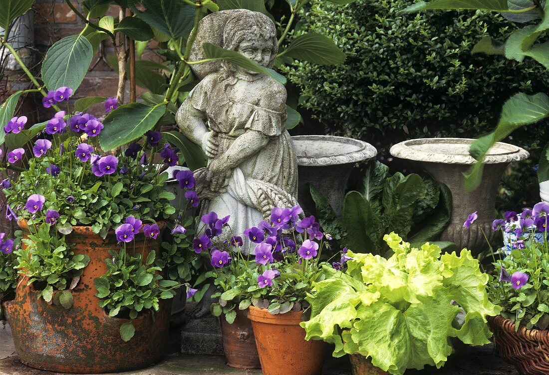 Gartendeko: violette Stiefmütterchen und Salat in Tontöpfen