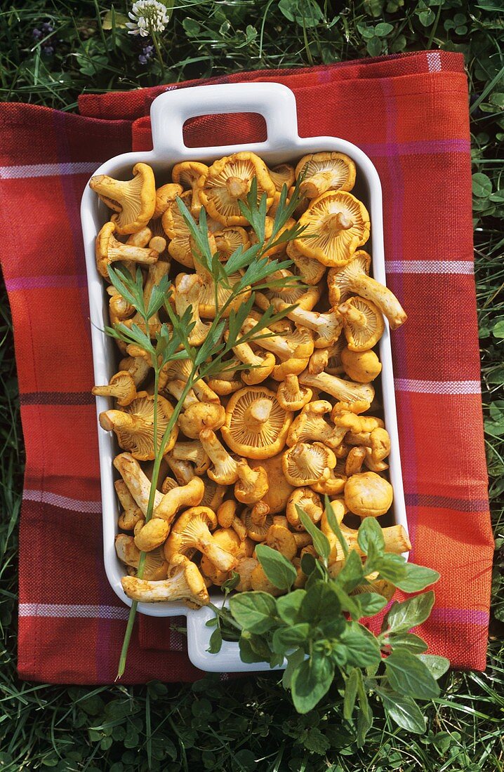 Raw chanterelles with herbs in a roasting dish