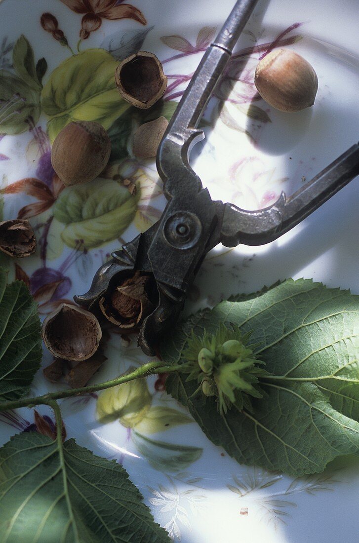 Still life with hazelnuts, nutcracker and hazelnut twig