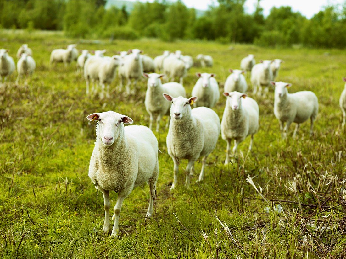 Schafe auf einer Wiese in Schweden
