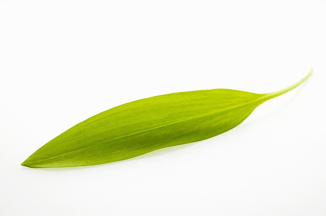A ribwort plantain leaf