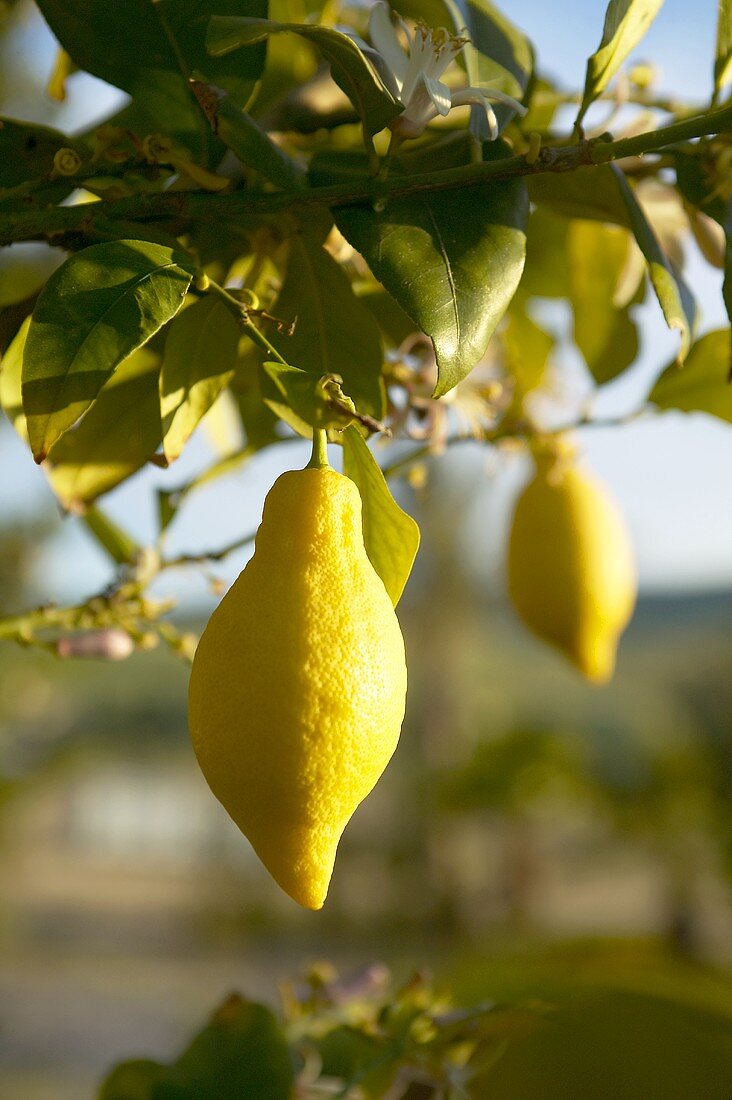 Lemons on the tree