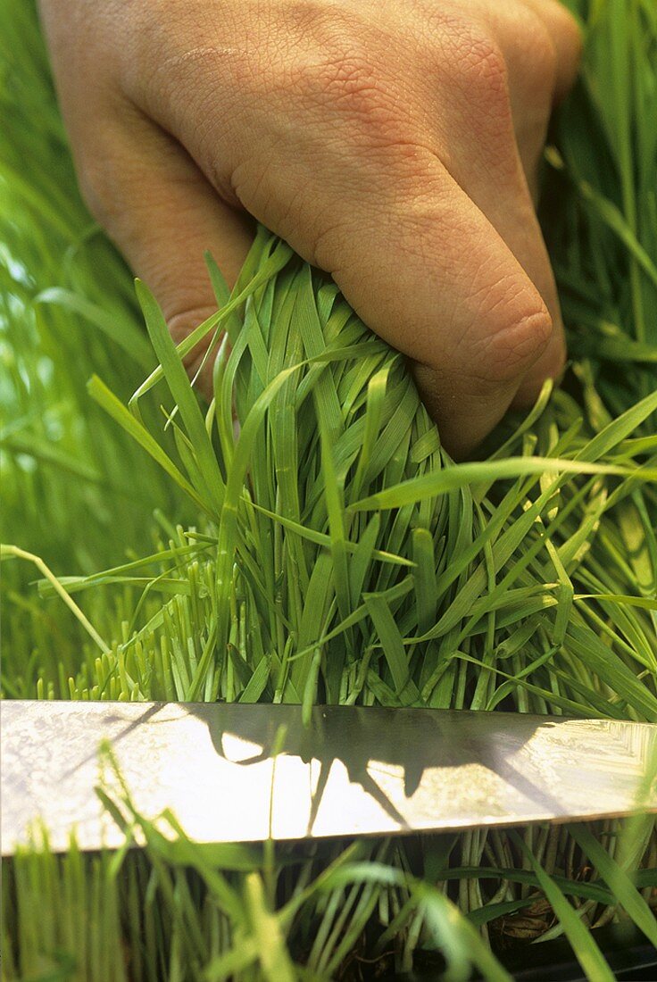 Wheatgrass (young wheat plants) being cut