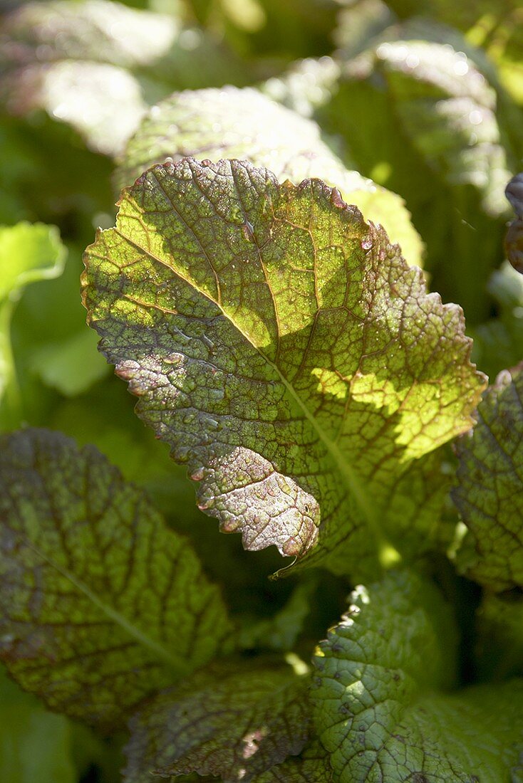 Blattsenf (Red Giant, Roter Senfkohl, Brassica juncea)