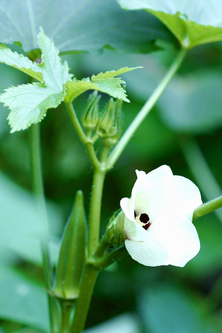 Okrapflanze mit einer Schote und Blüte