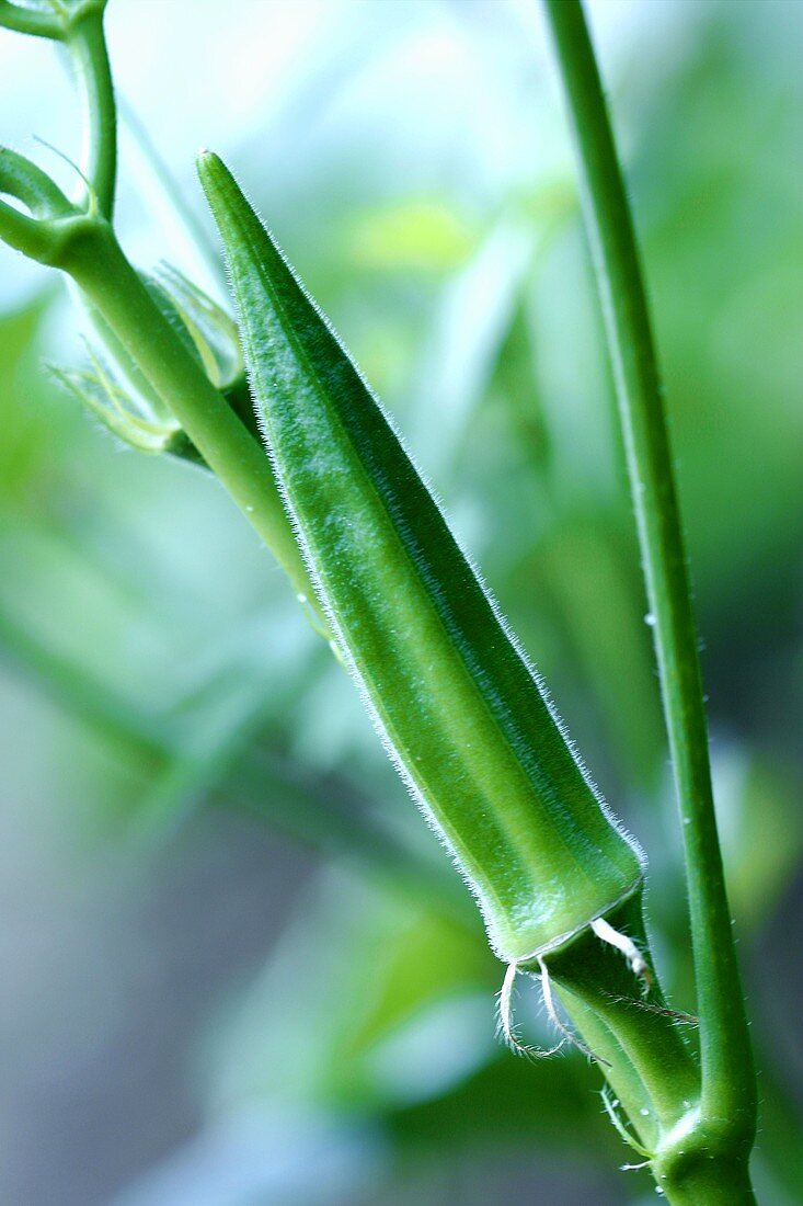 An okra pod on the plant