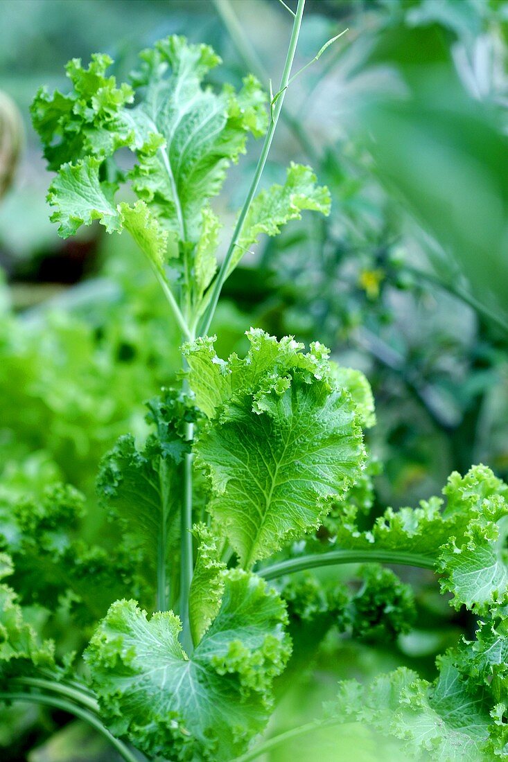 Asian mustard spinach