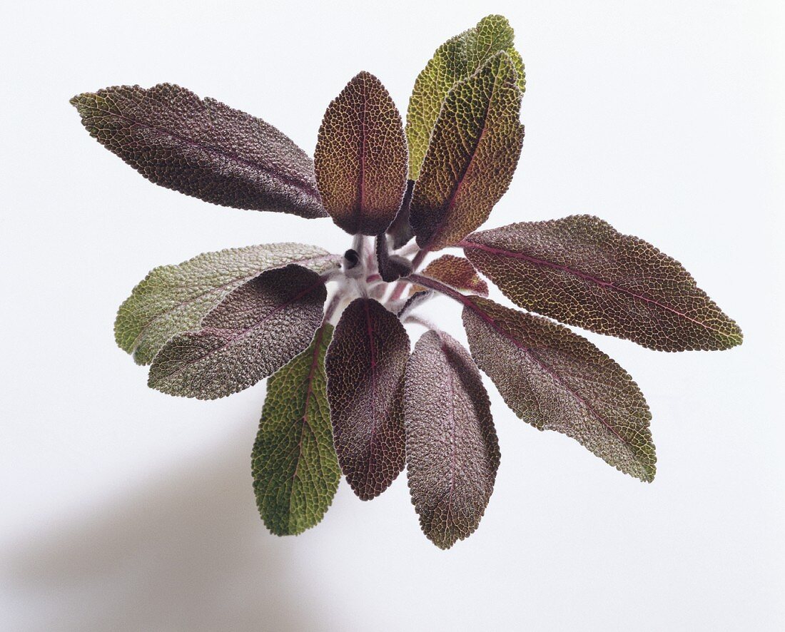 Purple sage