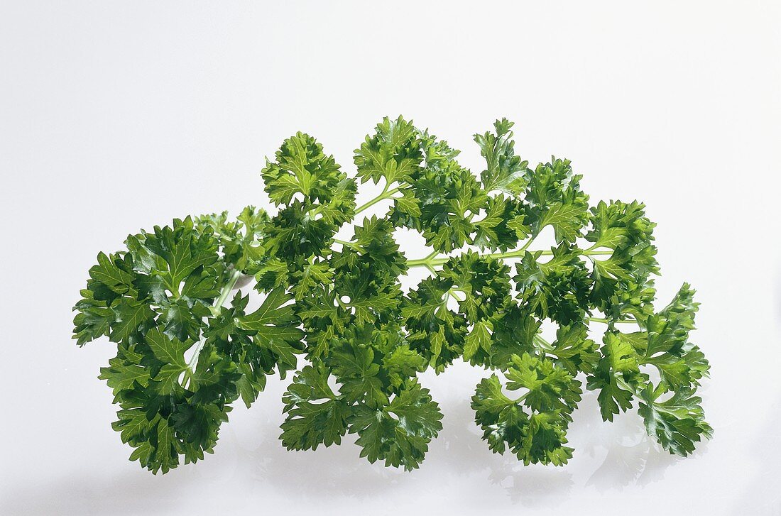 Curled parsley on white background