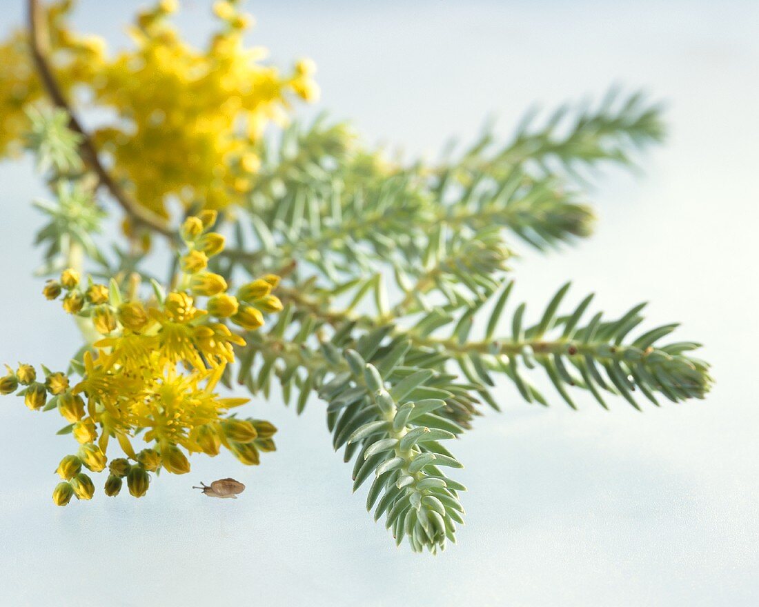 Reflexed stonecrop (Sedum reflexum)