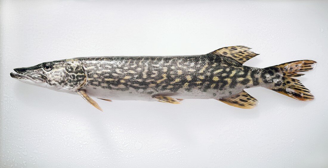 Pike (Esox lucius) – License Images – 308143 ❘ StockFood