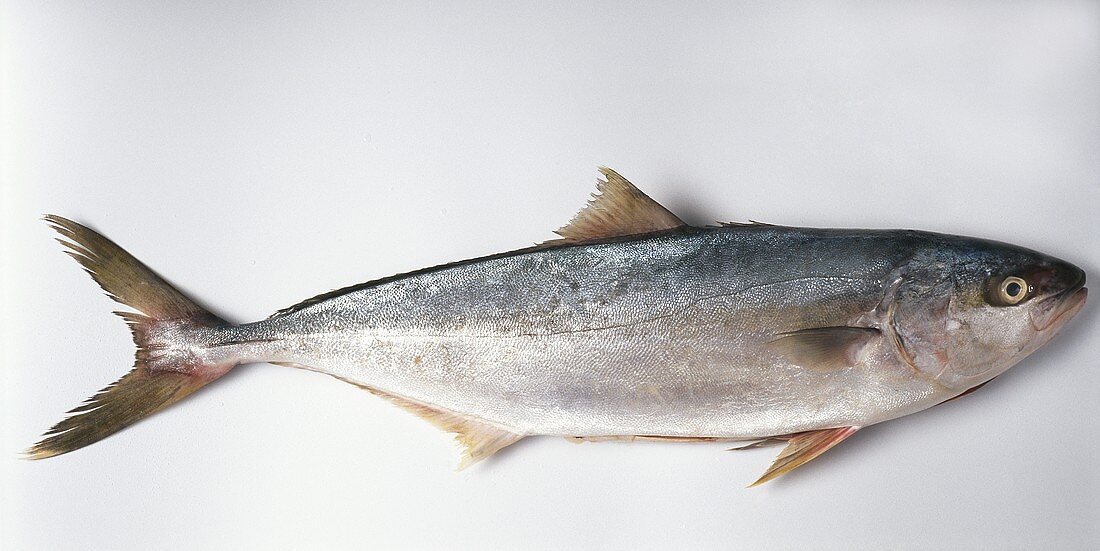 Yellowtail kingfish (Seriola lalandi)