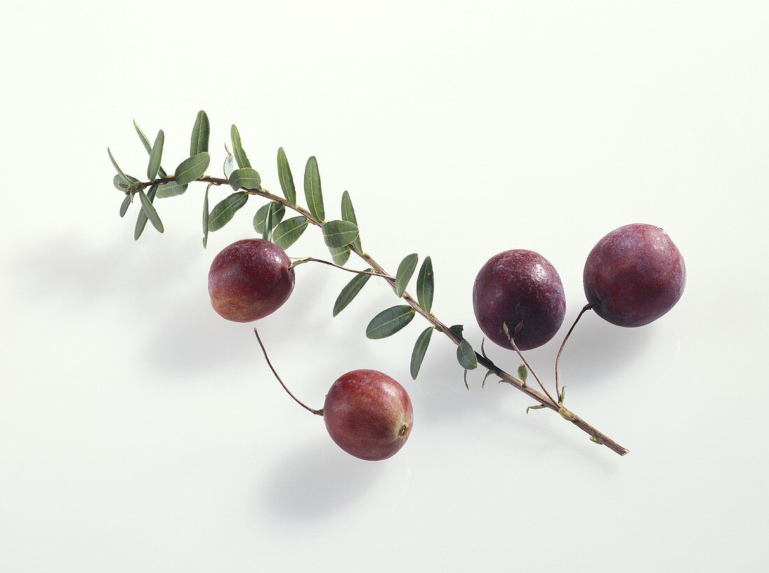 Cranberries (Vaccinium macrocarpon)