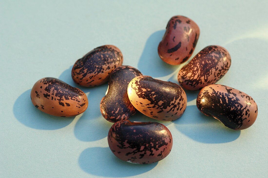 Several red kidney beans on blue background