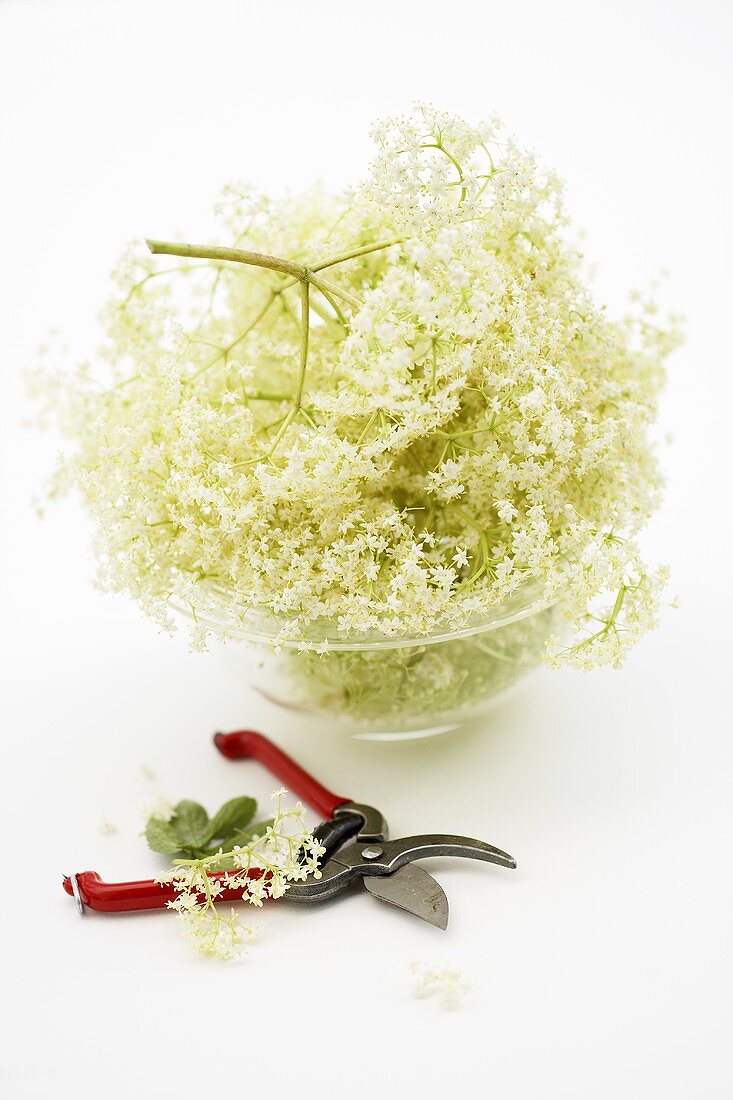 Elderflowers in a dish with secateurs