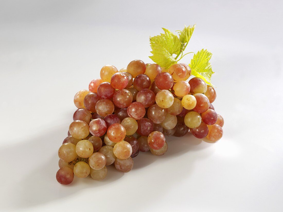Grapes, variety ‘Piroschka’