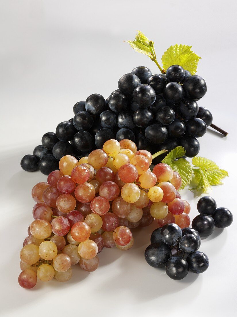 Grapes, varieties ‘Piroschka’ and ‘Nero’