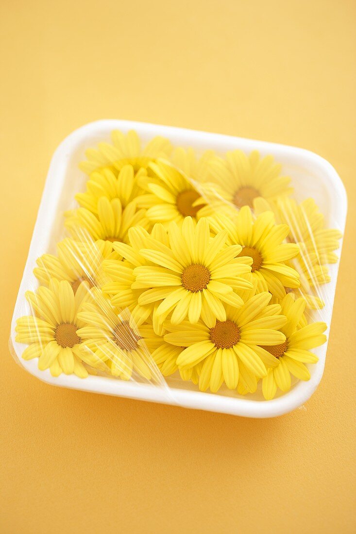 Yellow daisies in polystyrene dish