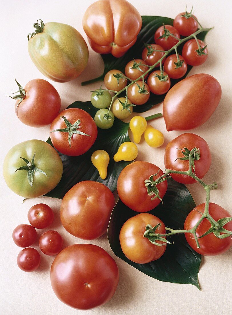 Various types of tomatoes