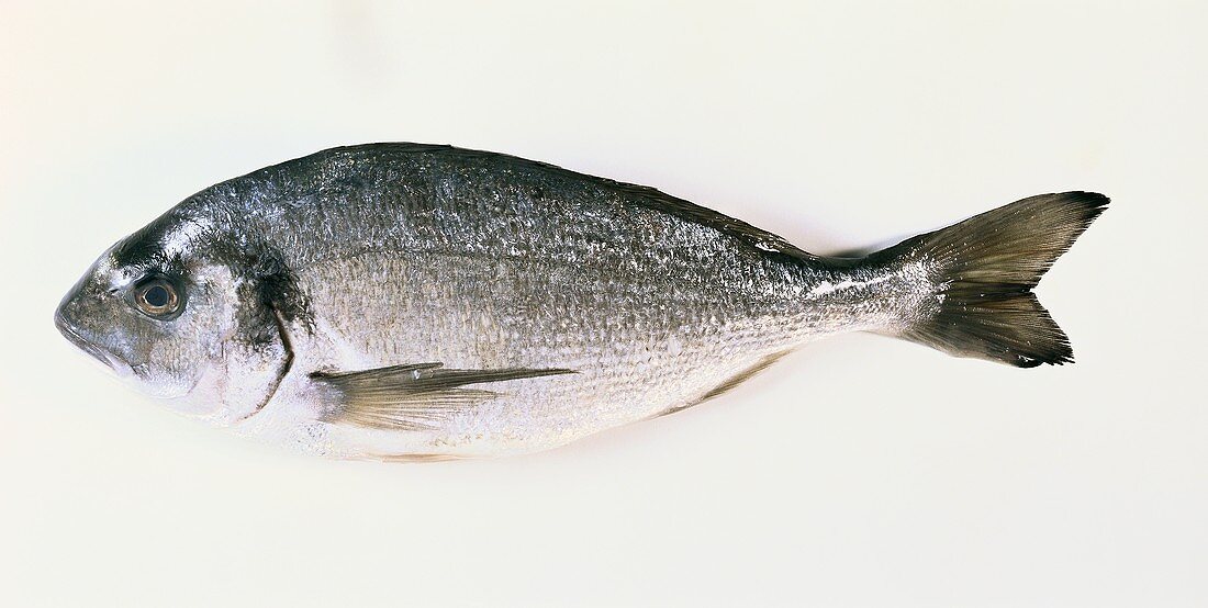 A sea bream