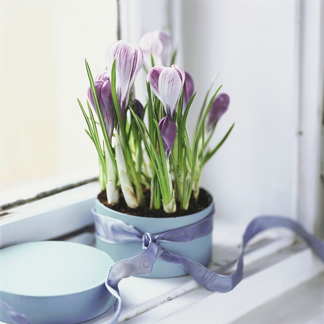 Purple crocuses in a pot