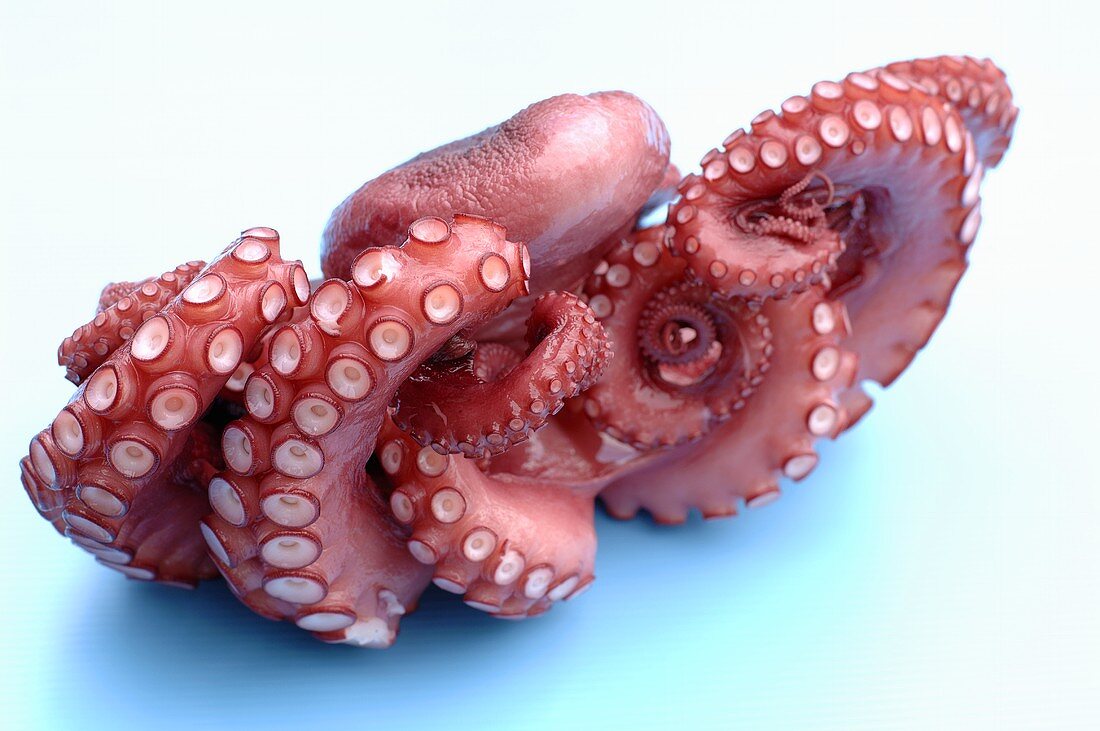 Gekochter Oktopus