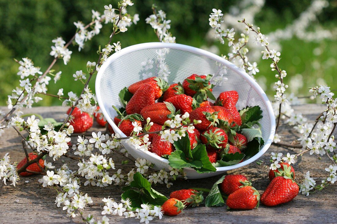 Frische Erdbeeren im Sieb umgeben von Schlehenblüten