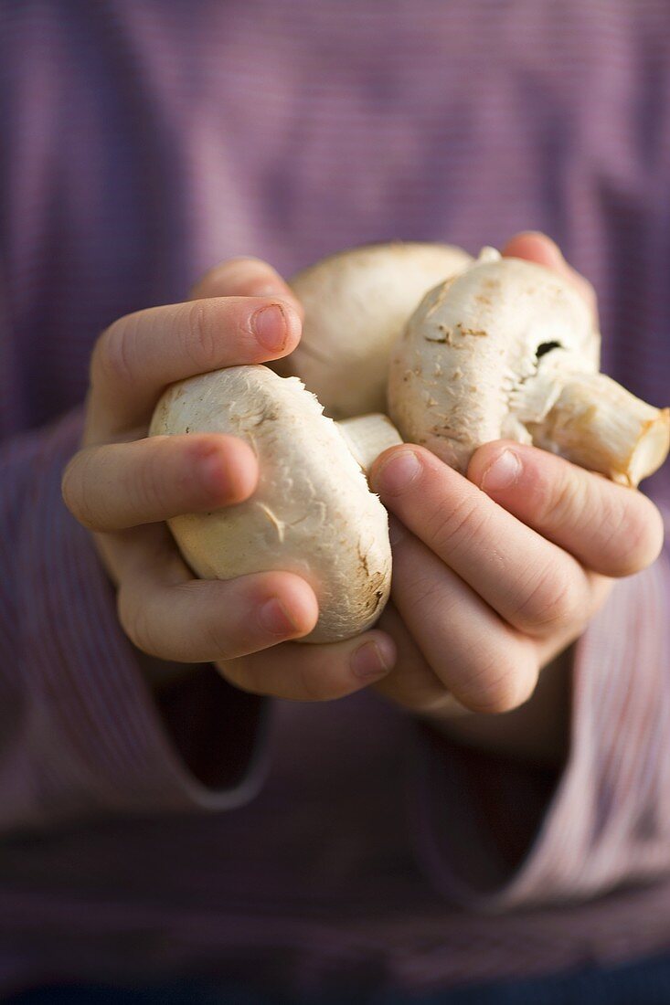 Child’s hands holding fresh mushrooms
