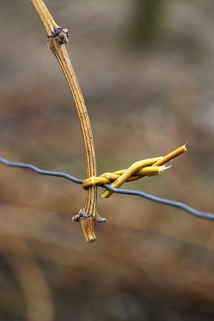 A tied-in vine branch