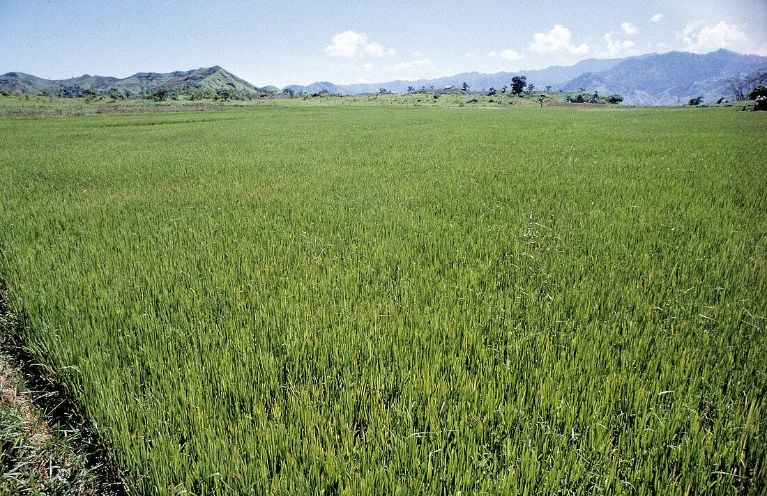 Reisfeld auf den Philippinen